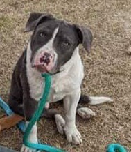 Thor, an adoptable Labrador Retriever, Pit Bull Terrier in New Bern, NC, 28563 | Photo Image 2