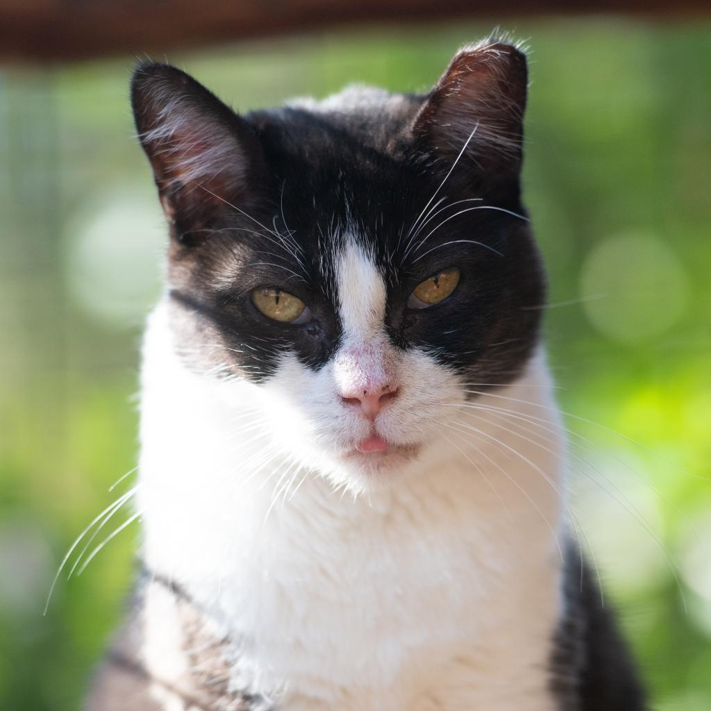 Magpie, an adoptable Domestic Short Hair in Kanab, UT, 84741 | Photo Image 1