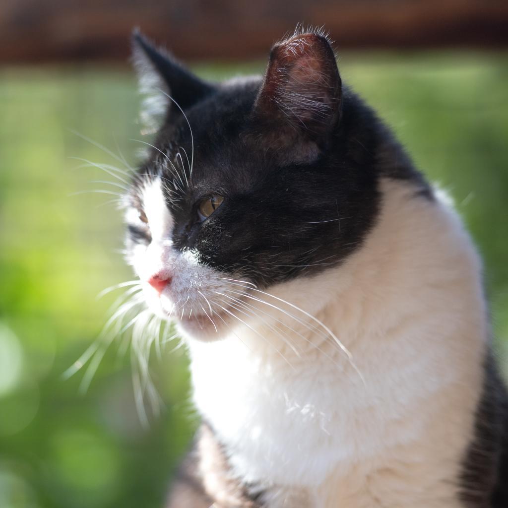 Magpie, an adoptable Domestic Short Hair in Kanab, UT, 84741 | Photo Image 2