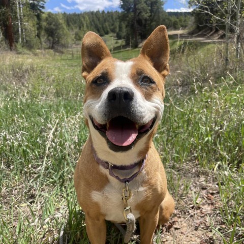 April, an adoptable Terrier in Taos, NM, 87571 | Photo Image 1