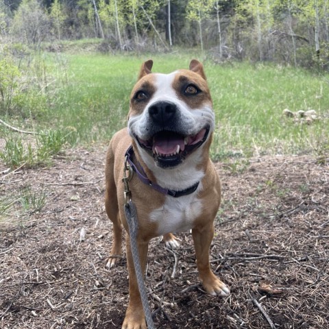 April, an adoptable Terrier in Taos, NM, 87571 | Photo Image 2