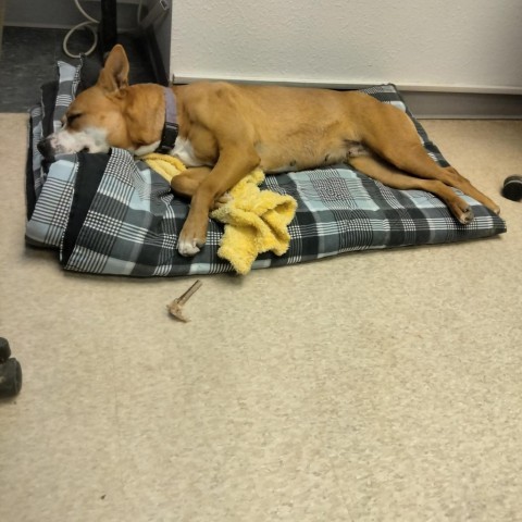 April, an adoptable Terrier in Taos, NM, 87571 | Photo Image 3