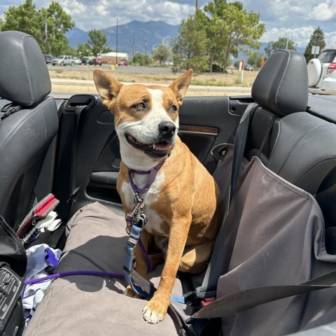 April, an adoptable Terrier in Taos, NM, 87571 | Photo Image 4