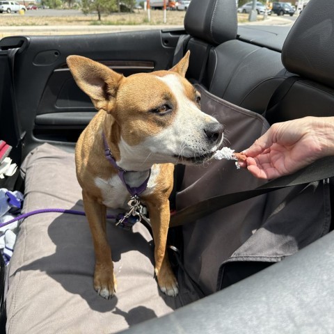 April, an adoptable Terrier in Taos, NM, 87571 | Photo Image 5