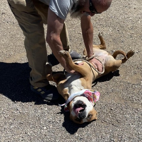 April, an adoptable Terrier in Taos, NM, 87571 | Photo Image 6