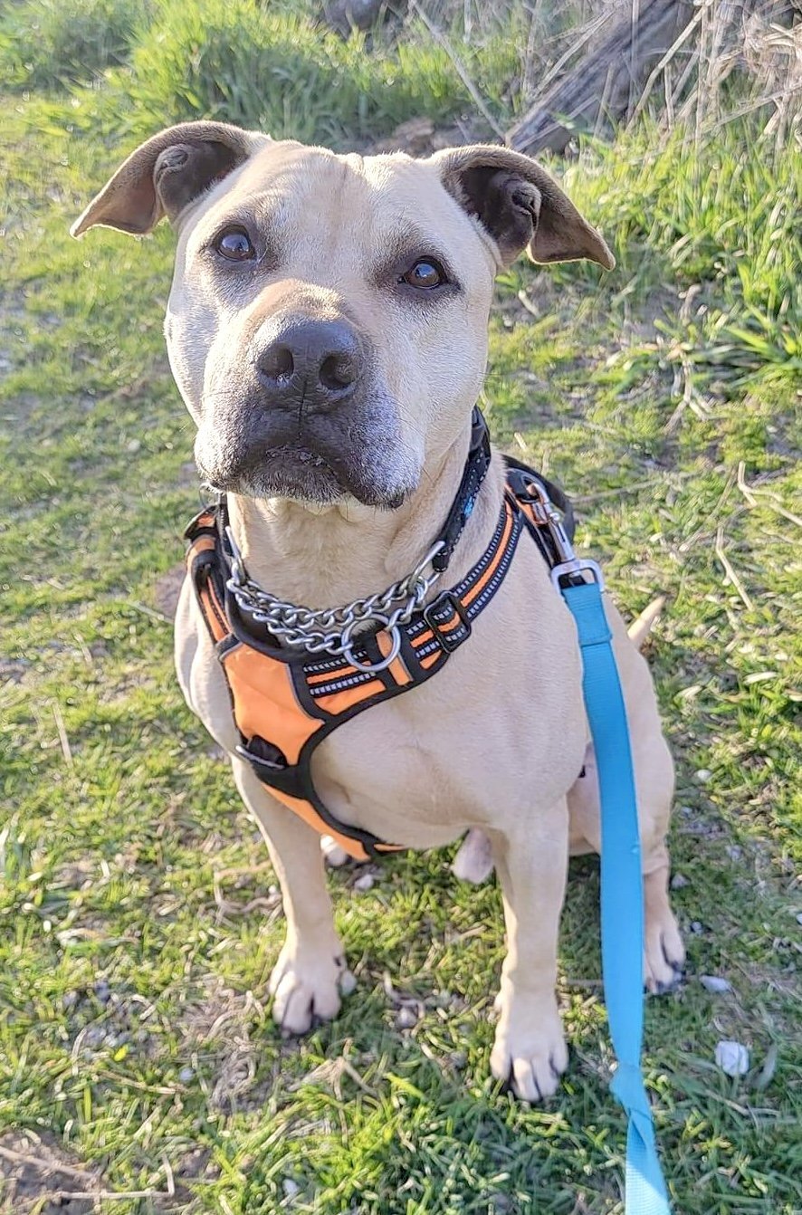 Stewie, an adoptable Pit Bull Terrier in Williamsburg, IA, 52361 | Photo Image 1