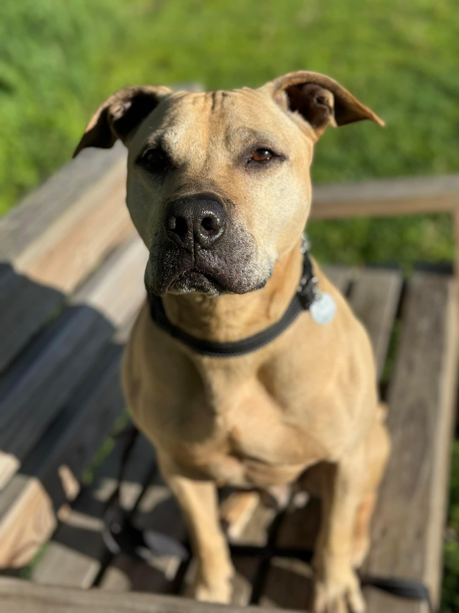 Stewie, an adoptable Pit Bull Terrier in Williamsburg, IA, 52361 | Photo Image 2