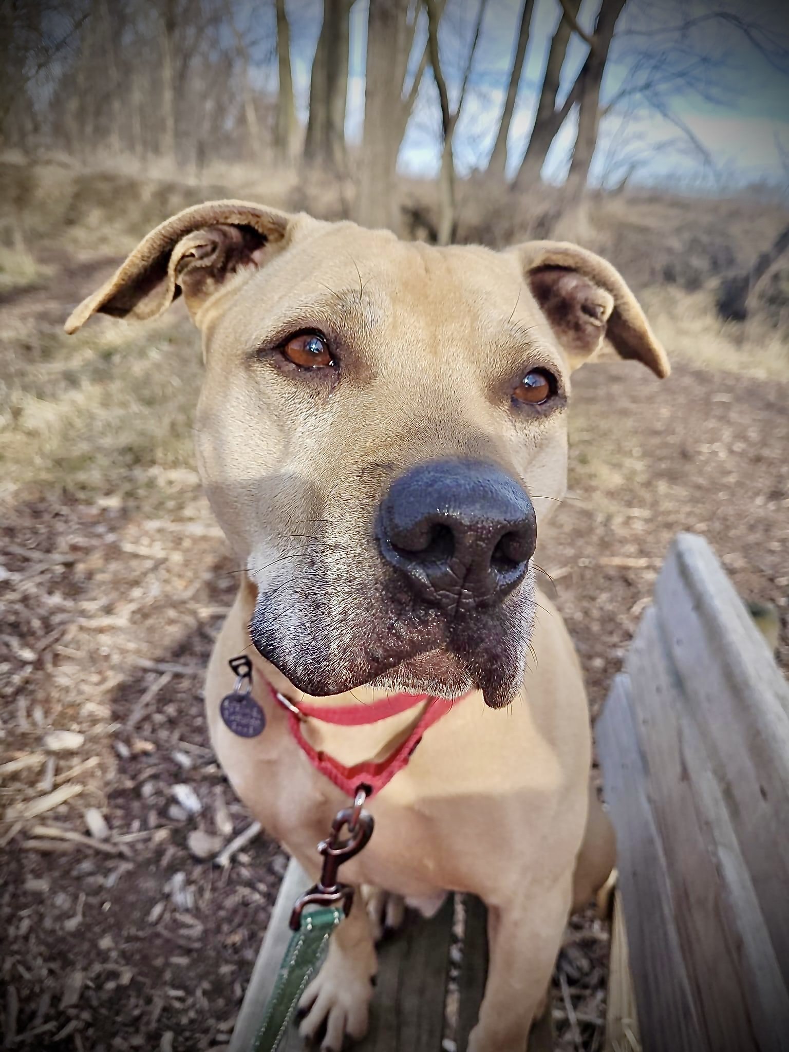 Stewie, an adoptable Pit Bull Terrier in Williamsburg, IA, 52361 | Photo Image 3