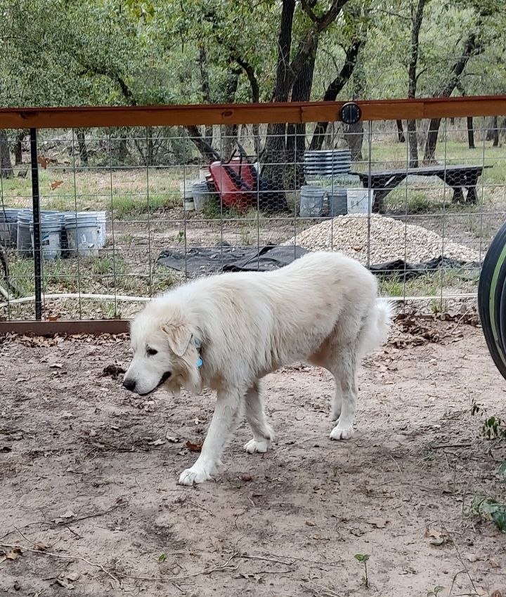 Gunther SAT, an adopted Great Pyrenees in San Antonio, TX_image-1