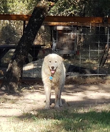 Gunther SAT, an adopted Great Pyrenees in San Antonio, TX_image-6