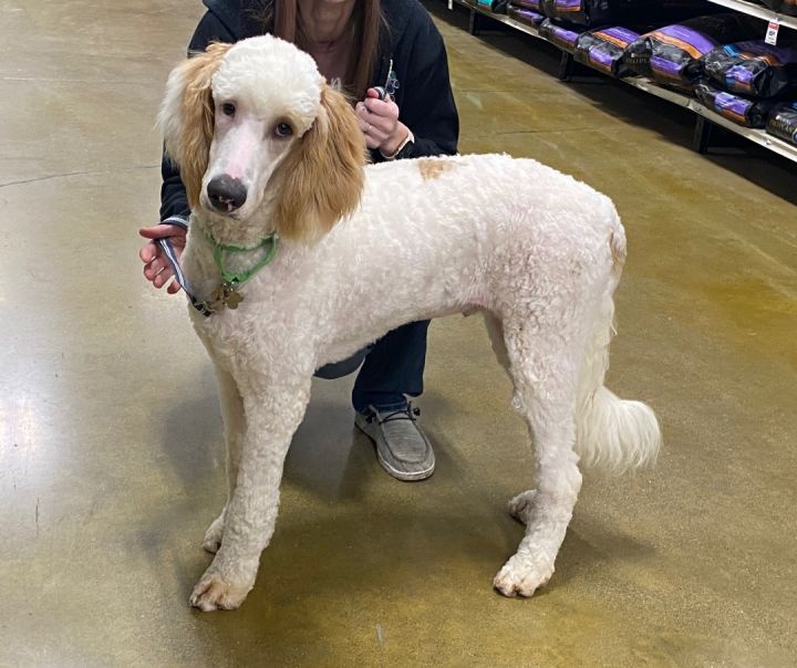 Standard best sale poodle island