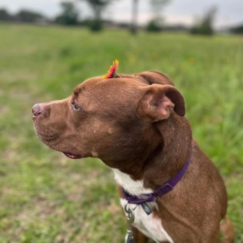 Brodie, an adoptable Pit Bull Terrier, Mixed Breed in League City, TX, 77573 | Photo Image 5