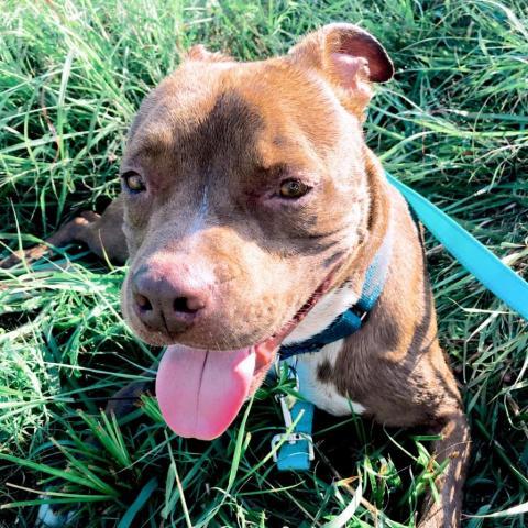 Brodie, an adoptable Pit Bull Terrier, Mixed Breed in League City, TX, 77573 | Photo Image 6