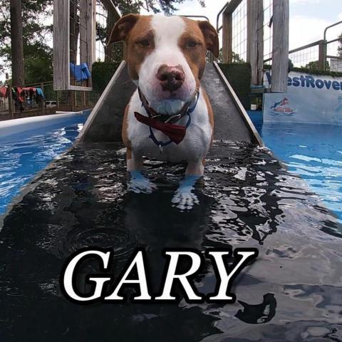 Gary- Adoption Fee Sponsored