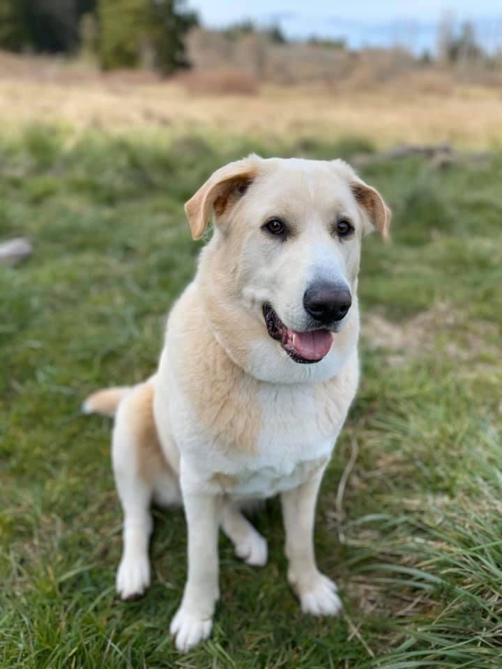Dog for adoption - Willow, a Labrador Retriever & Alaskan Malamute Mix in  Silverdale, WA | Petfinder
