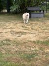 Willow