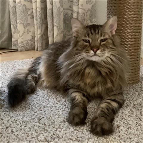 VENTURA, an adoptable Domestic Medium Hair in Tucson, AZ, 85745 | Photo Image 1