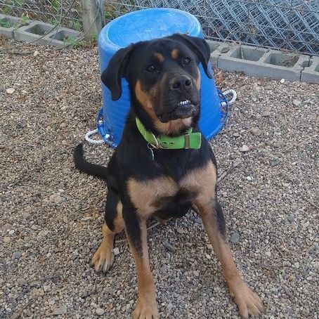 Cooper, an adoptable Rottweiler, American Bulldog in Rockwell City, IA, 50579 | Photo Image 1