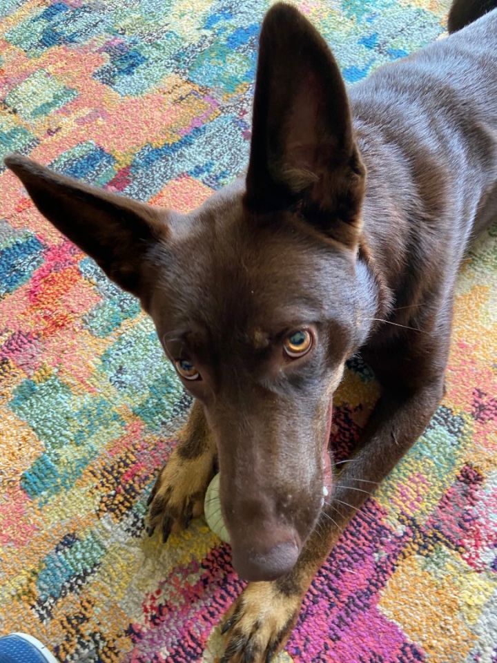 Mika, an adopted German Shepherd Dog in Huntsville, AL_image-3