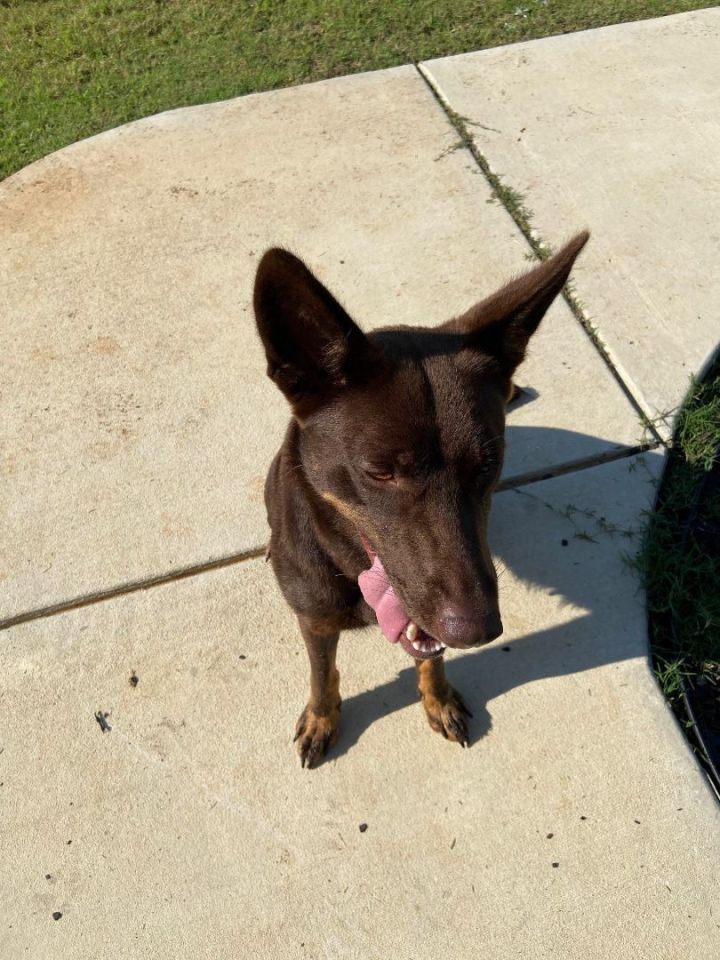 Mika, an adopted German Shepherd Dog in Huntsville, AL_image-4