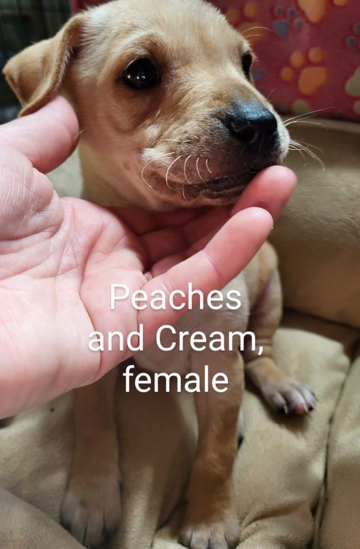 Peaches and Cream Dog Collar