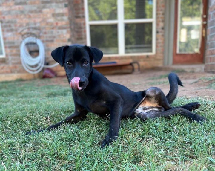 Lawson, an adoptable Labrador Retriever in Oklahoma City, OK_image-1