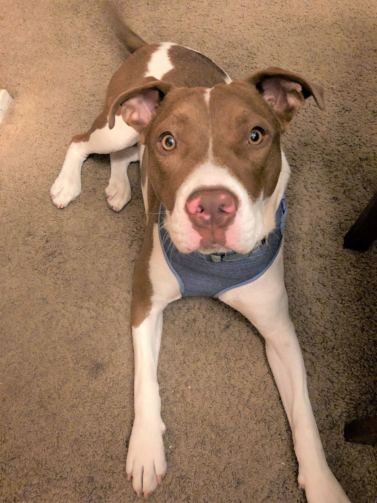 Harley Quinn **Courtesy Listing**, an adoptable American Staffordshire Terrier in San Diego, CA, 92172 | Photo Image 1