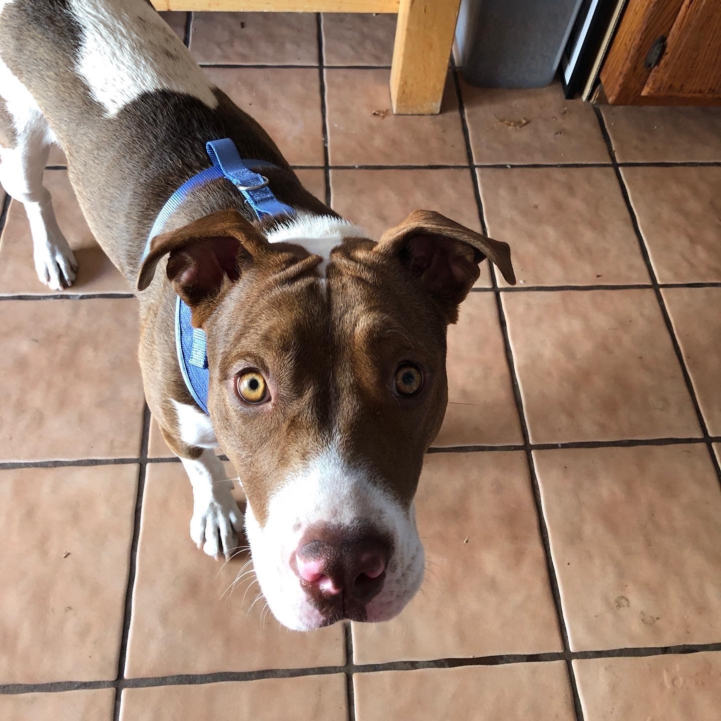 Harley Quinn **Courtesy Listing**, an adoptable American Staffordshire Terrier in San Diego, CA, 92172 | Photo Image 2