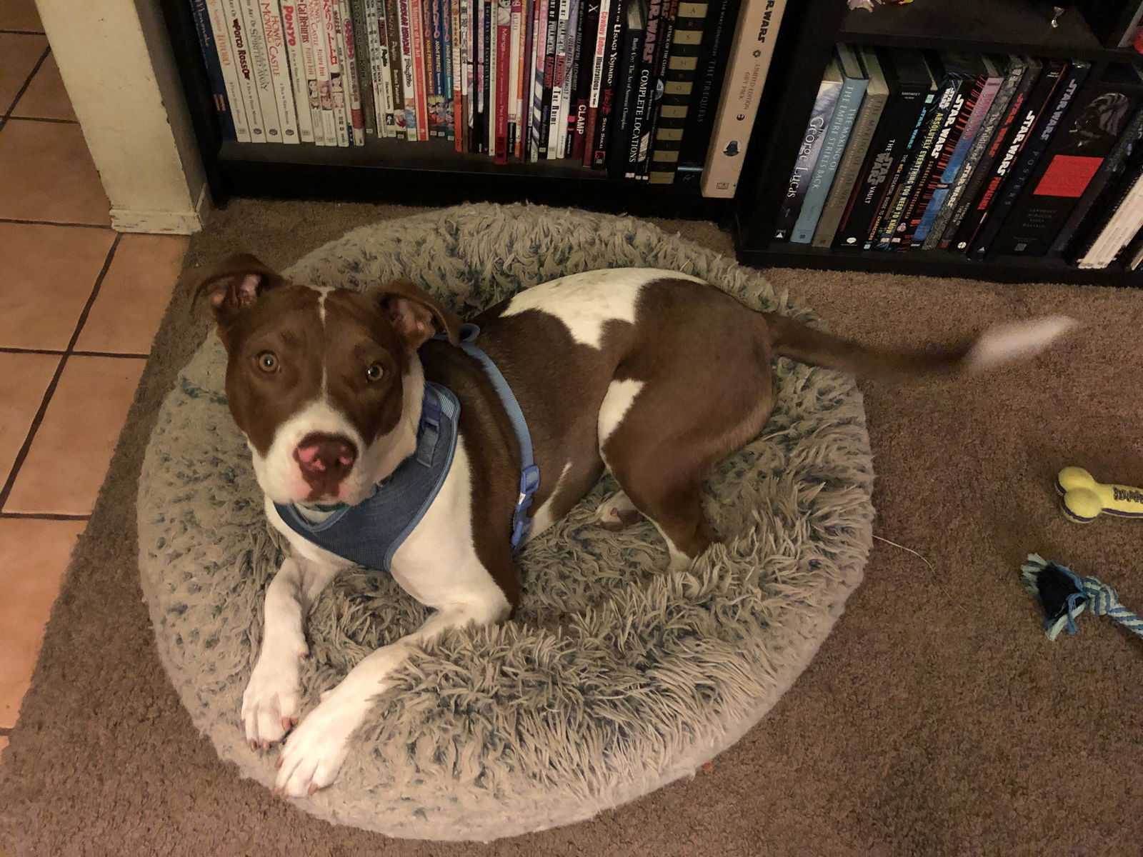 Harley Quinn **Courtesy Listing**, an adoptable American Staffordshire Terrier in San Diego, CA, 92172 | Photo Image 3