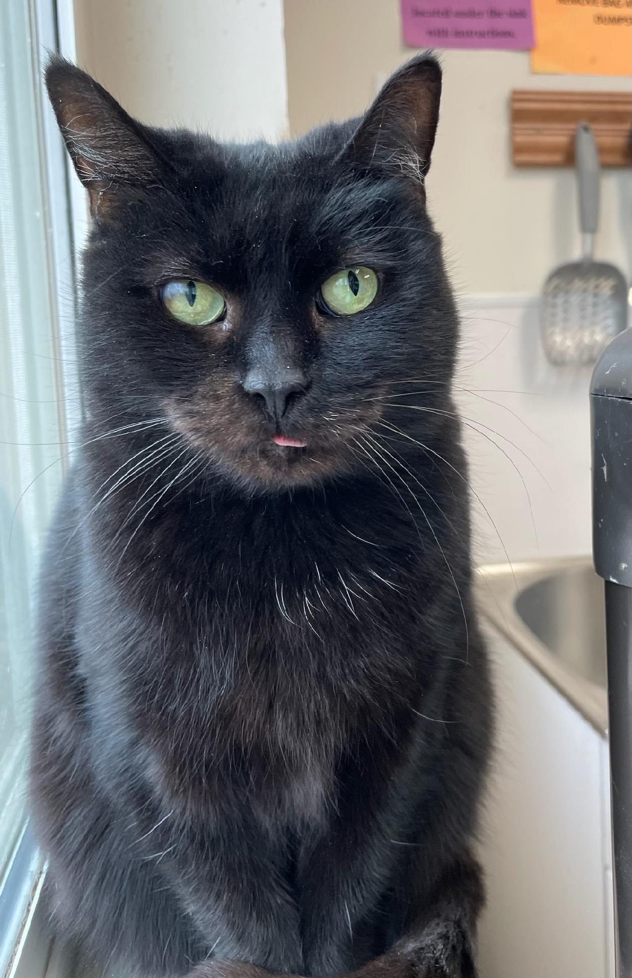 Buster (Shy Black Kitty) - Adoption Sponsored, an adoptable Domestic Short Hair in Emmett, ID, 83617 | Photo Image 1