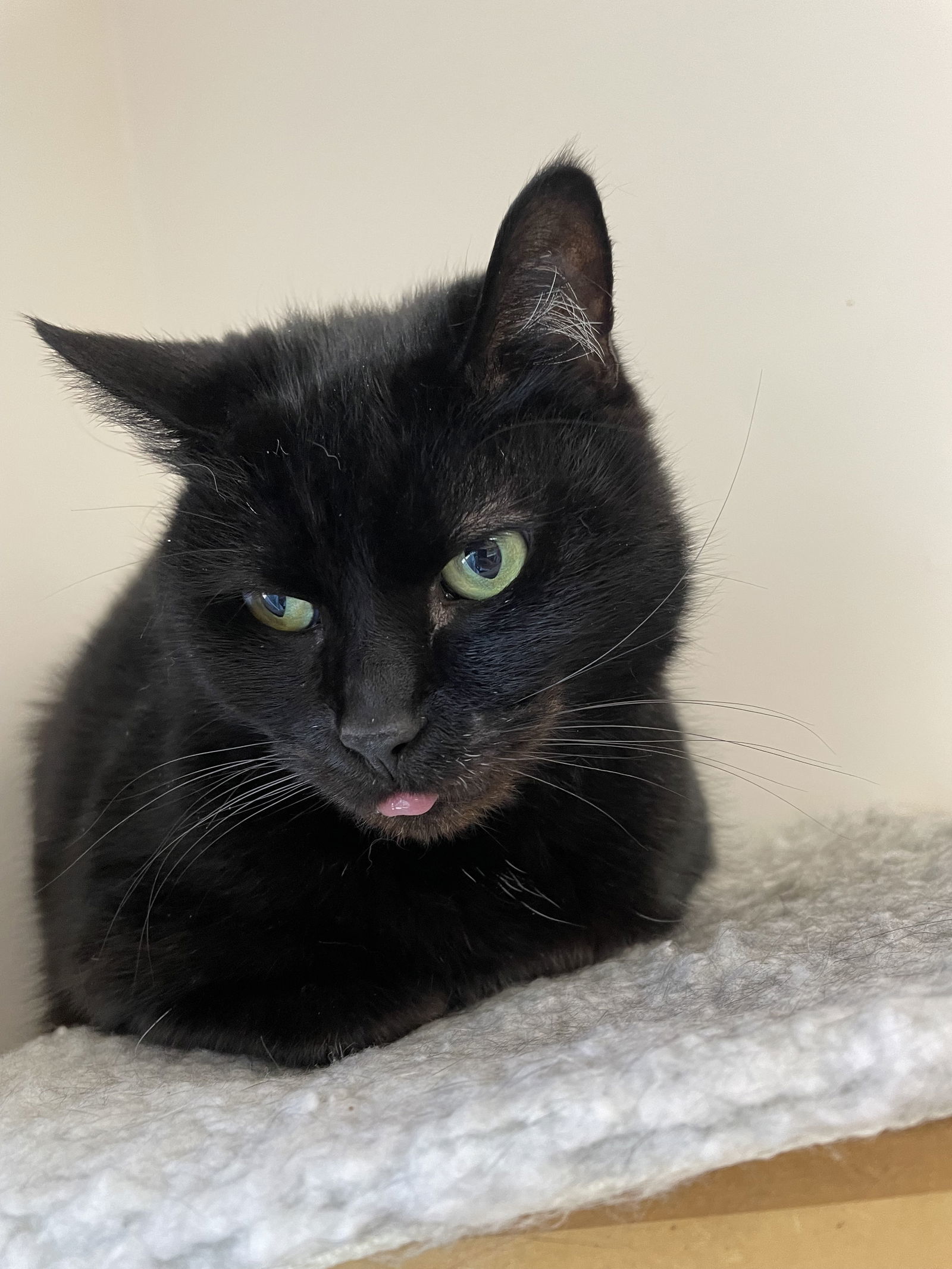 Buster - Pending Adoption, an adoptable Domestic Short Hair in Emmett, ID, 83617 | Photo Image 2