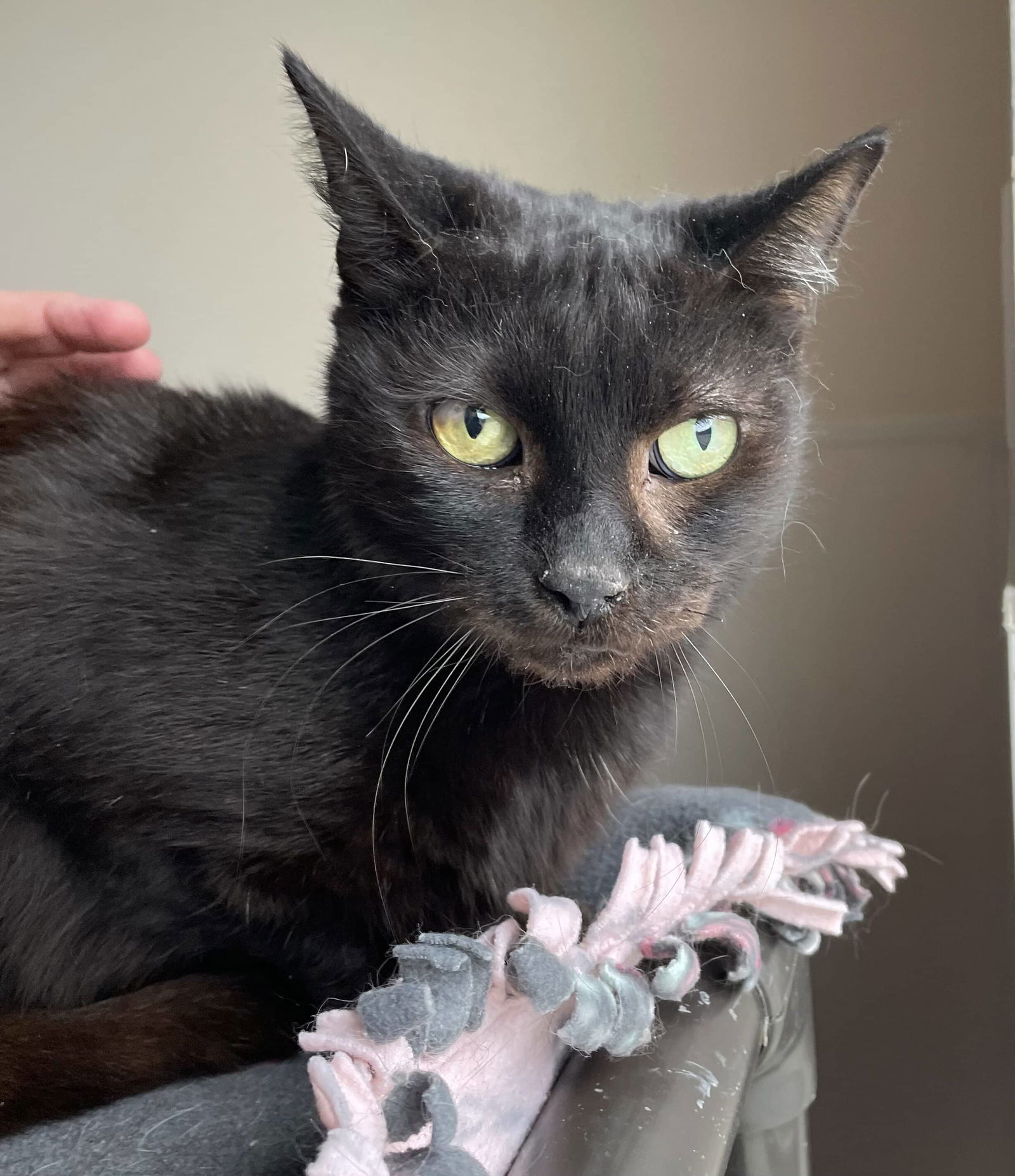 Buster (Shy Black Kitty) - Adoption Sponsored, an adoptable Domestic Short Hair in Emmett, ID, 83617 | Photo Image 3