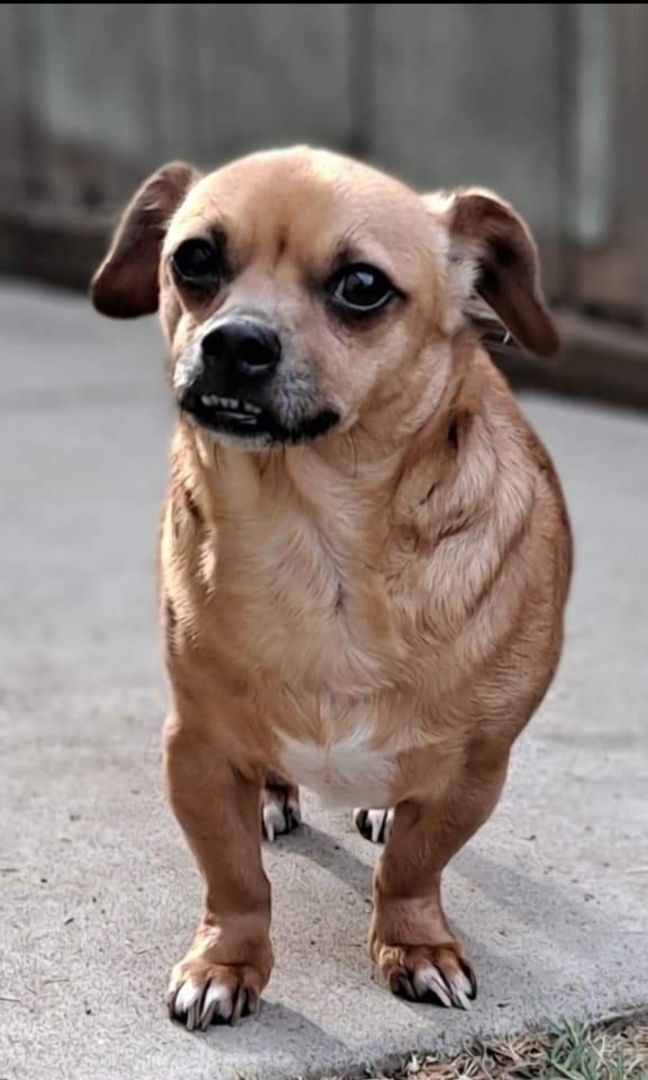 Sammy, an adoptable Chihuahua in Olivehurst, CA, 95961 | Photo Image 2