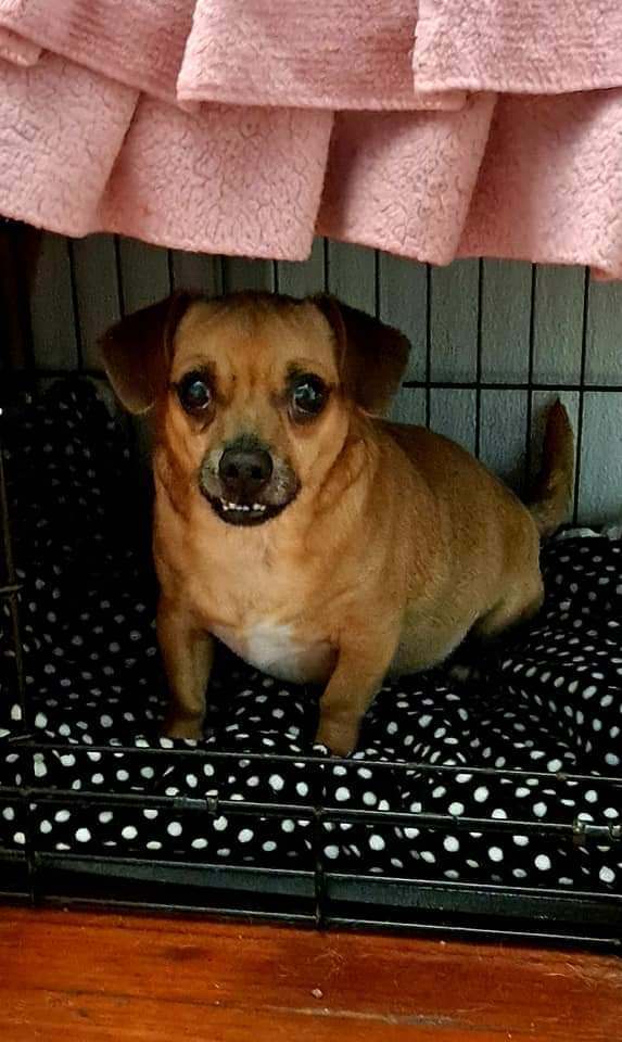 Sammy, an adoptable Chihuahua in Olivehurst, CA, 95961 | Photo Image 3