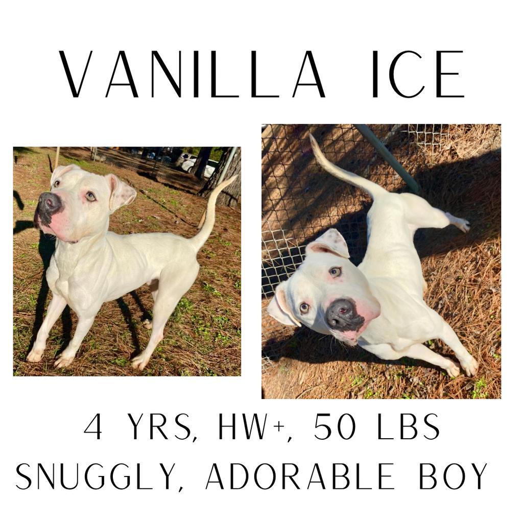 Vanilla Ice (Rocky)