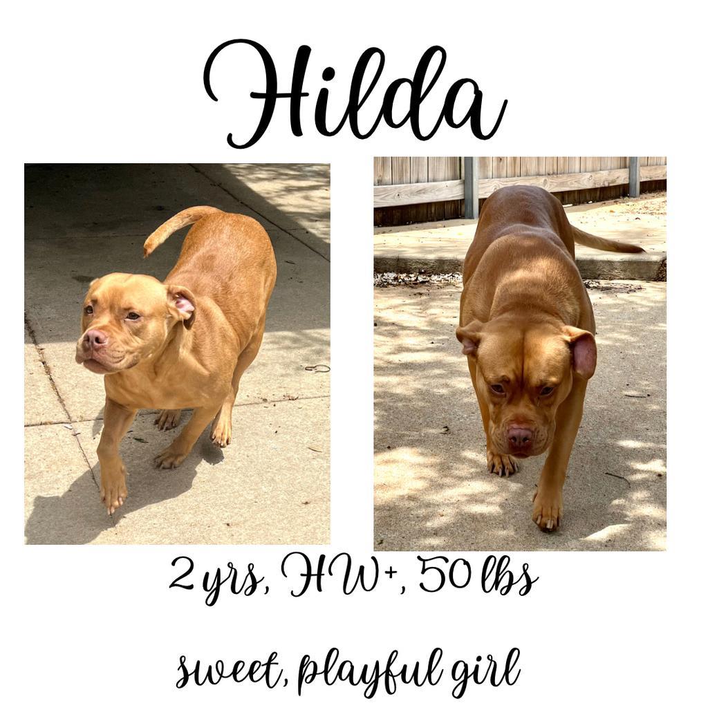 Hilda