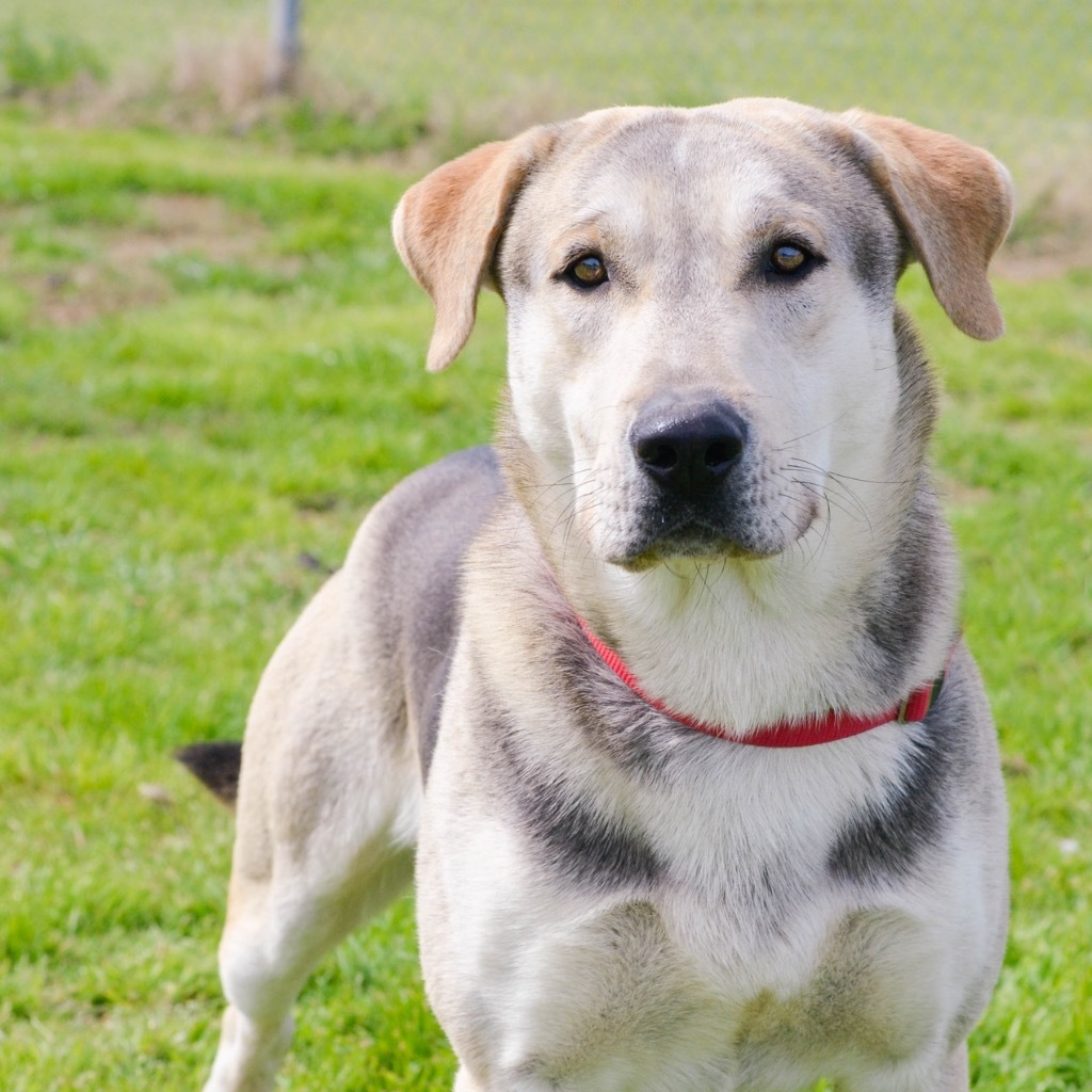 Ralph, an adoptable Beagle, Husky in Quinlan, TX, 75474 | Photo Image 1