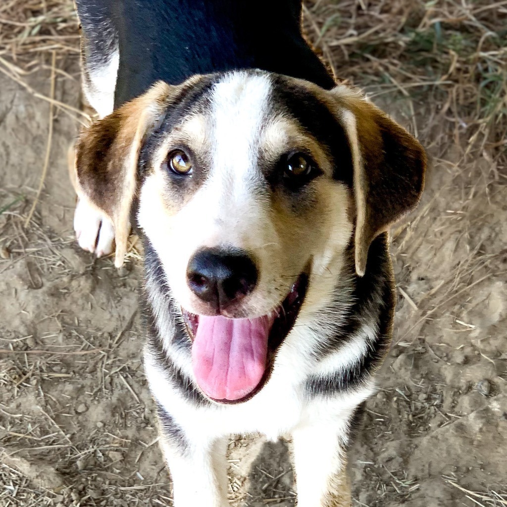 Ralph, an adoptable Beagle, Husky in Quinlan, TX, 75474 | Photo Image 2