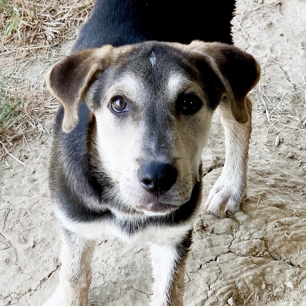 Ralph, an adoptable Beagle, Husky in Quinlan, TX, 75474 | Photo Image 3