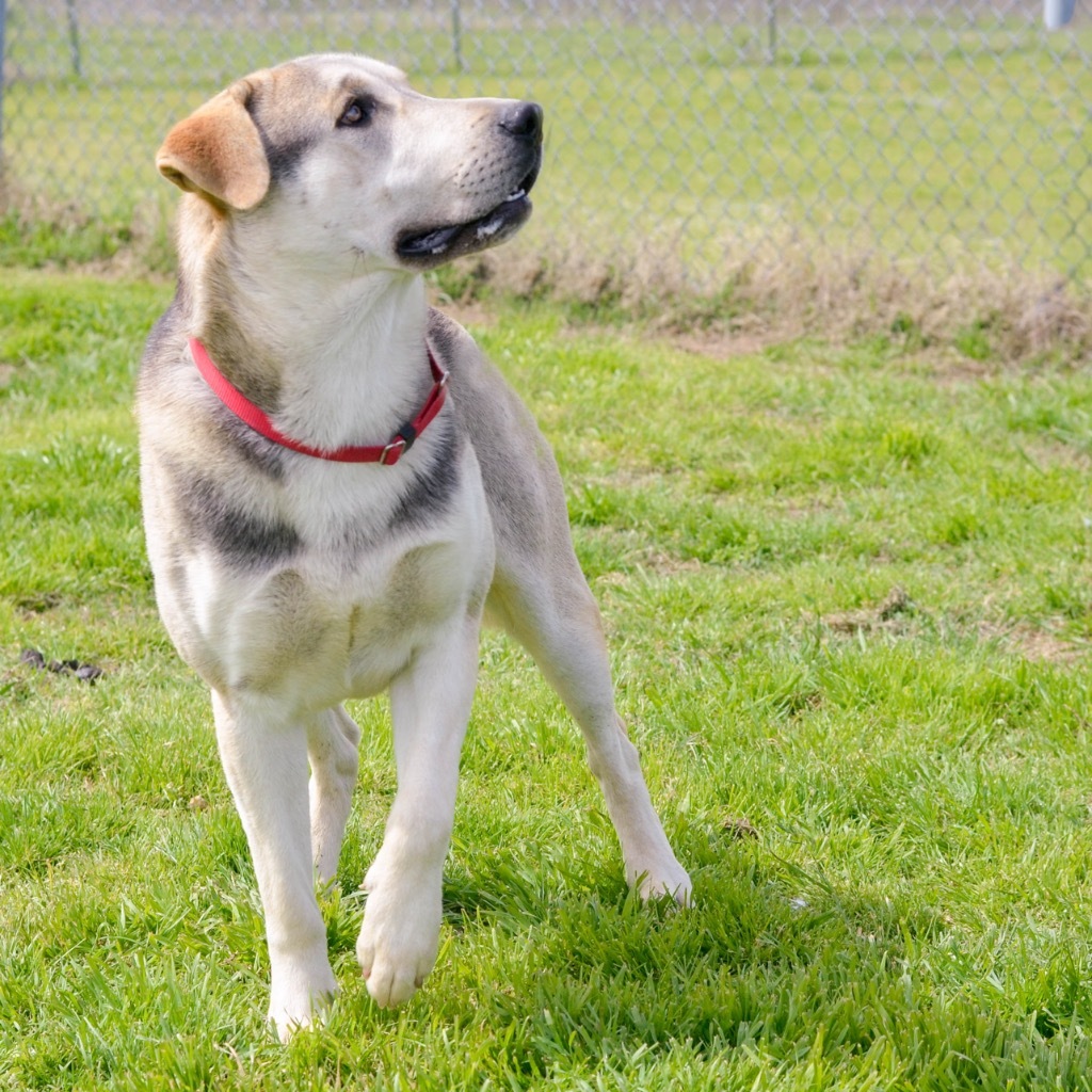 Ralph, an adoptable Beagle, Husky in Quinlan, TX, 75474 | Photo Image 4