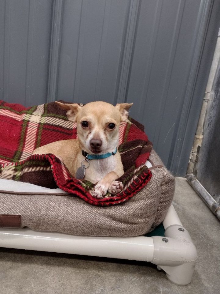 Kye, an adoptable Chihuahua Mix in Kalamazoo, MI_image-1