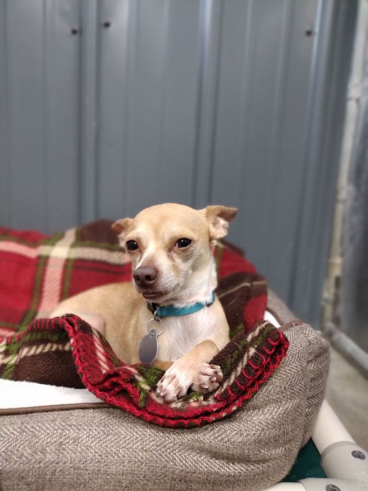 Kye, an adoptable Chihuahua Mix in Kalamazoo, MI_image-2