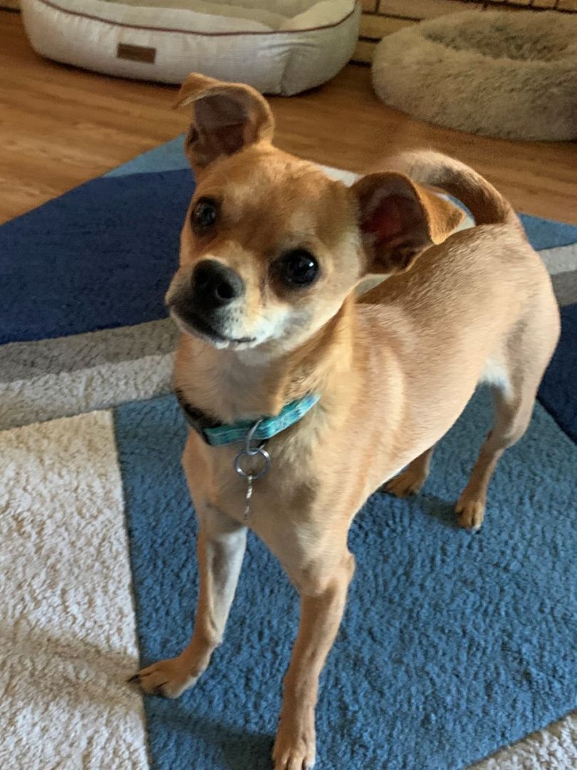 Puppers, an adoptable Chihuahua in Grand Forks, ND, 58203 | Photo Image 1