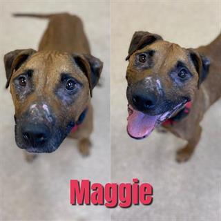 MAGGIE