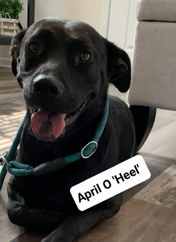 April O'Heel'