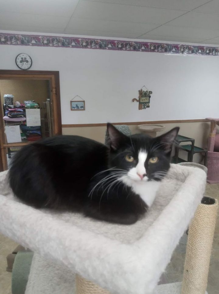 Plum, an adoptable Domestic Short Hair in Neillsville, WI_image-2