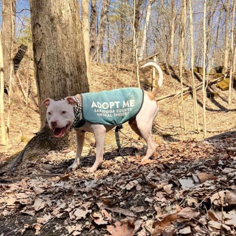 King, an adoptable Mixed Breed in Ballston Spa, NY, 12020 | Photo Image 6