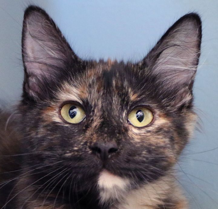 Medusa, an adopted Domestic Medium Hair in Charles Town, WV_image-1