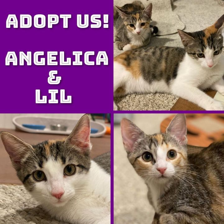 Angelica & Lil, an adoptable Calico in Bayside, NY_image-2