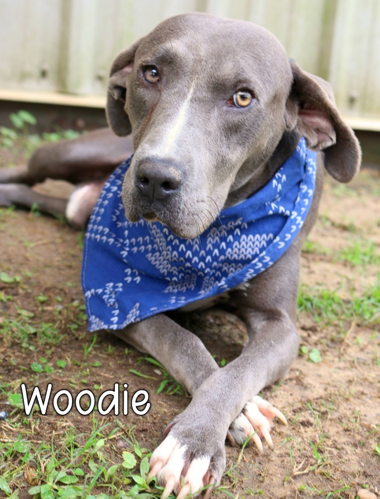 Woodie